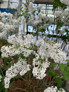 White flowers.
