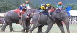 elefante_polo_jogo3