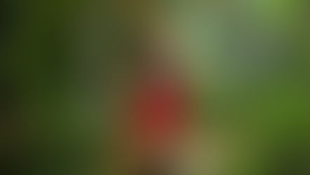 KELLY BROOK CONFIRMED FOR I'M A CELEBRITY GET ME OUT OF HERE 2025