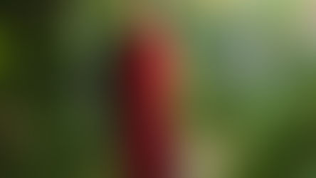 MARTIN KEMP CONFIRMED FOR I'M A CELEBRITY GET ME OUT OF HERE 2025