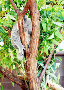 australia03