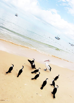 australia02