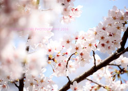 sakura