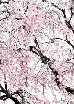 sakura02