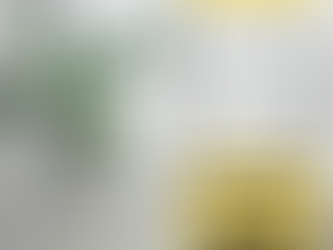 A houseplant in a white pot next to a window