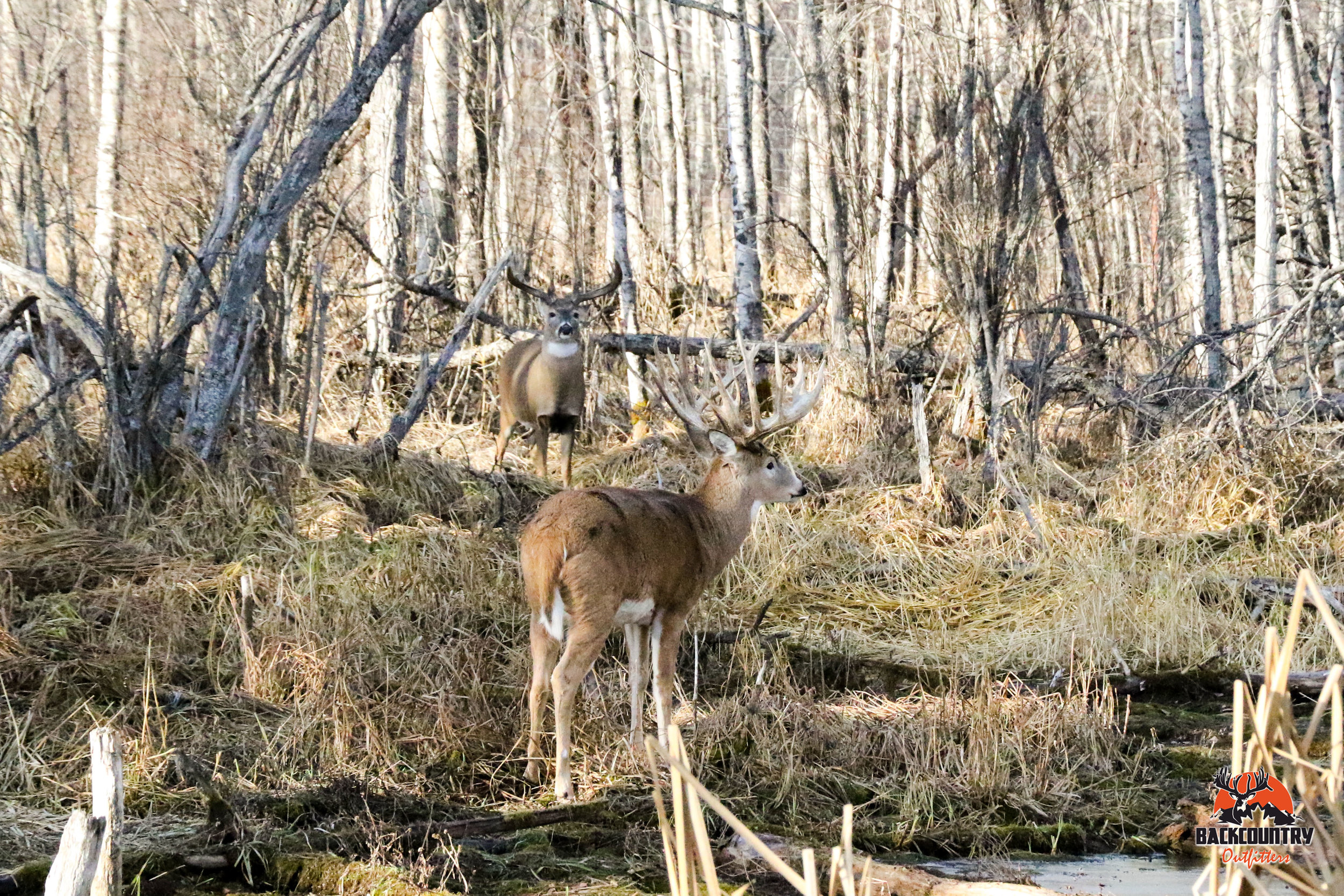 Whitetail Hunting — Backcountry Bighorns Inc. – Backcountry Bighorns Inc.