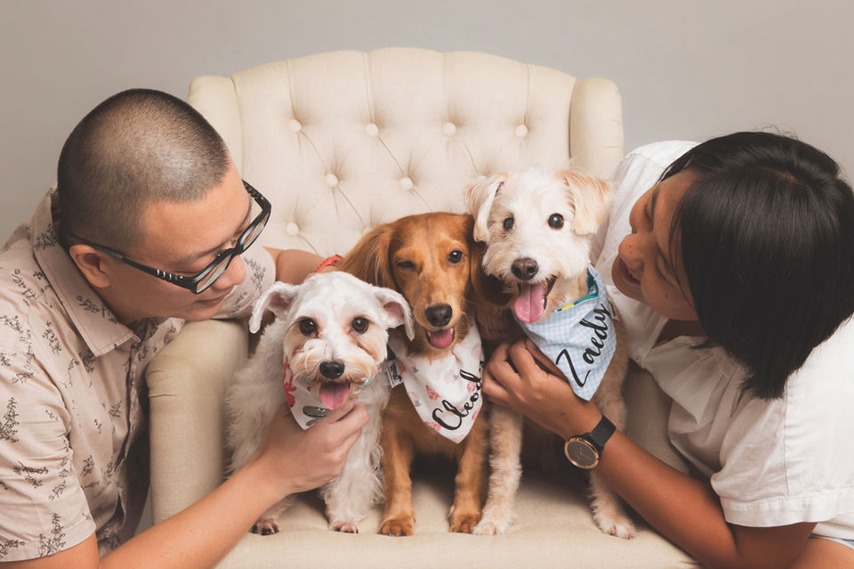 Couple looking at their 3 dogs seated on a white chair for a studio photoshoot