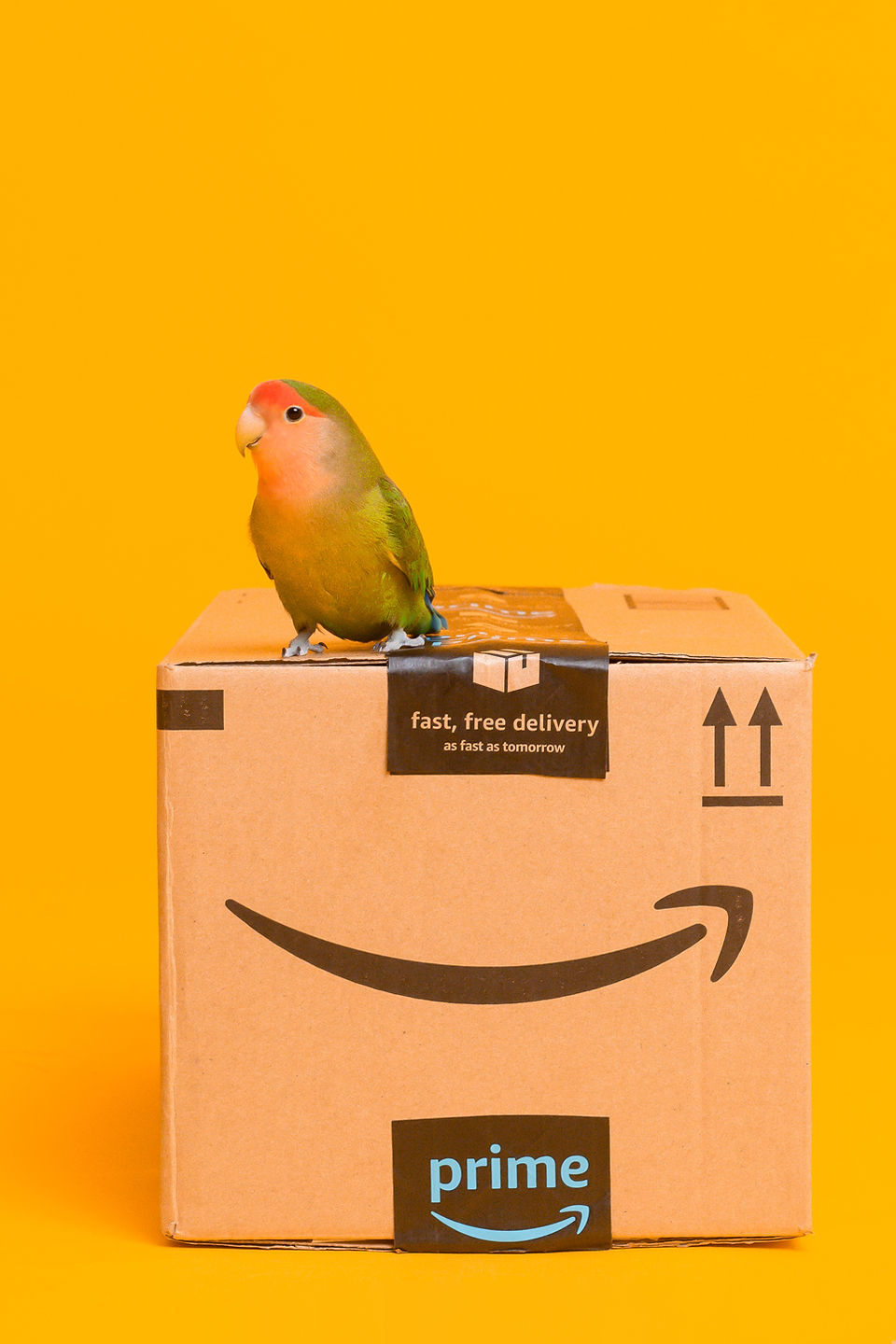 Beautiful pet photography: bird