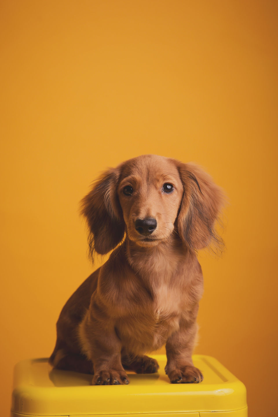 Beautiful pet photography: dog