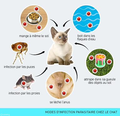 comment-infection-vers-parasite-chat-catedog.jpg