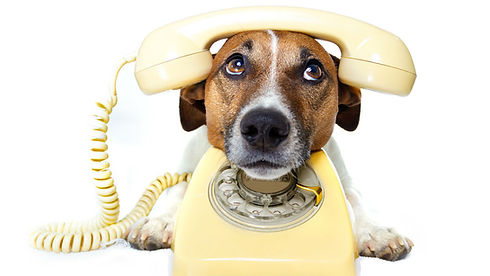dog_phone.jpg