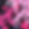 flo1978._graffiti_pink_7bb09c6e-fdd5-4635-b892-308b262369ef.png