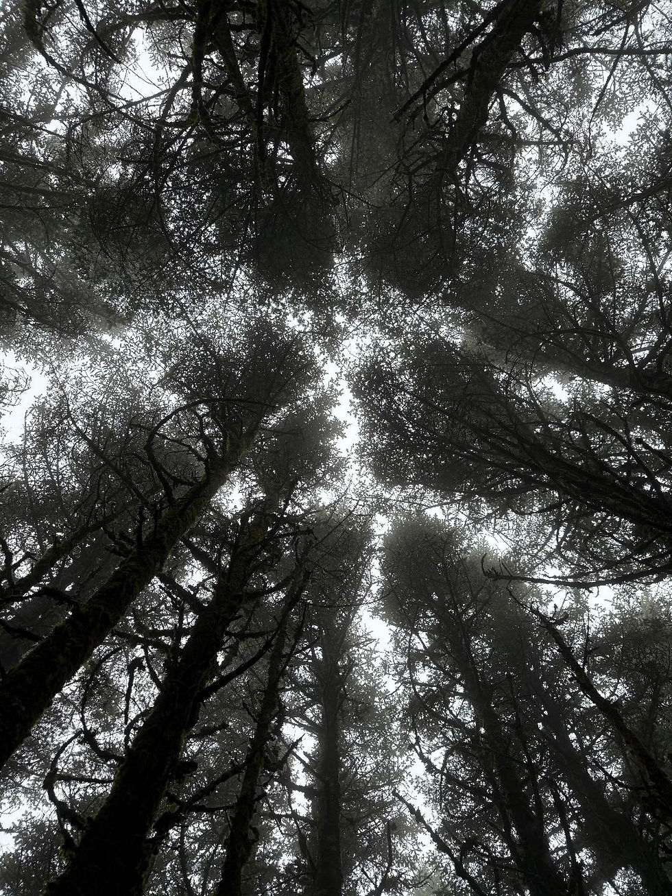 what trees look like, looking up rom the ground