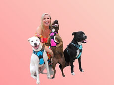 Carrie Hill's 3 Pitbull/Boxer Rescues