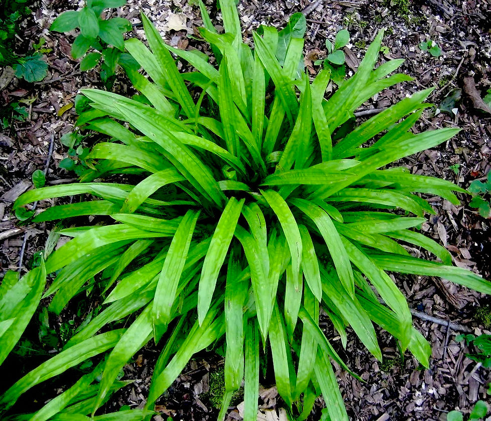 Осока ржавопятнистая Грин (Carex siderosticha)