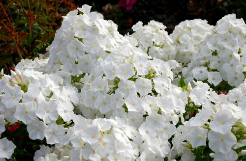 Флокс #2 метельчатый «Фудзияма» (Phlox Paniculata Fujiyama) купить с ...