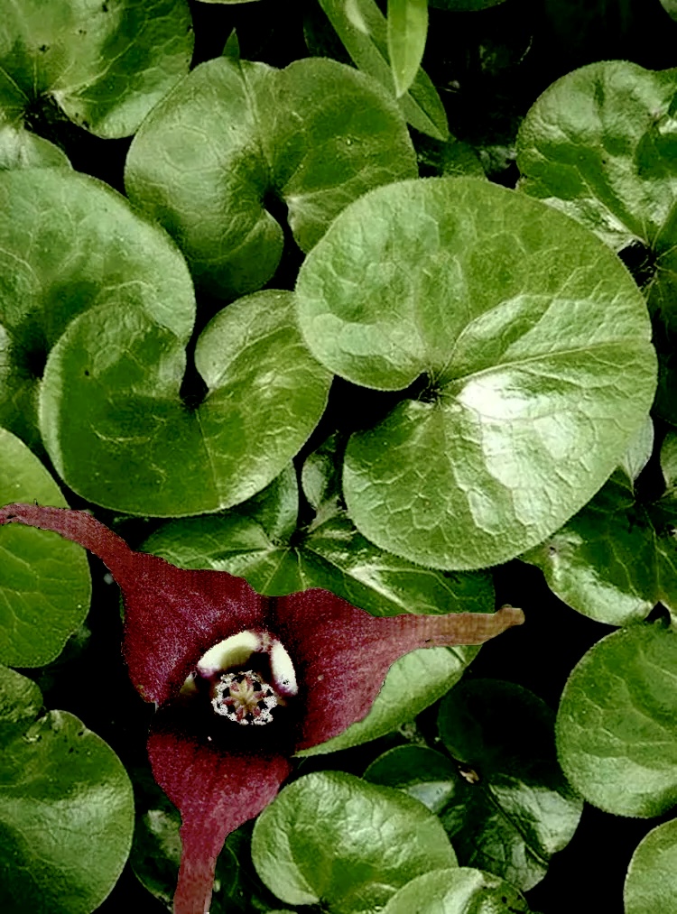 Thumbnail: Копытень европейский (Asarum europaeum)