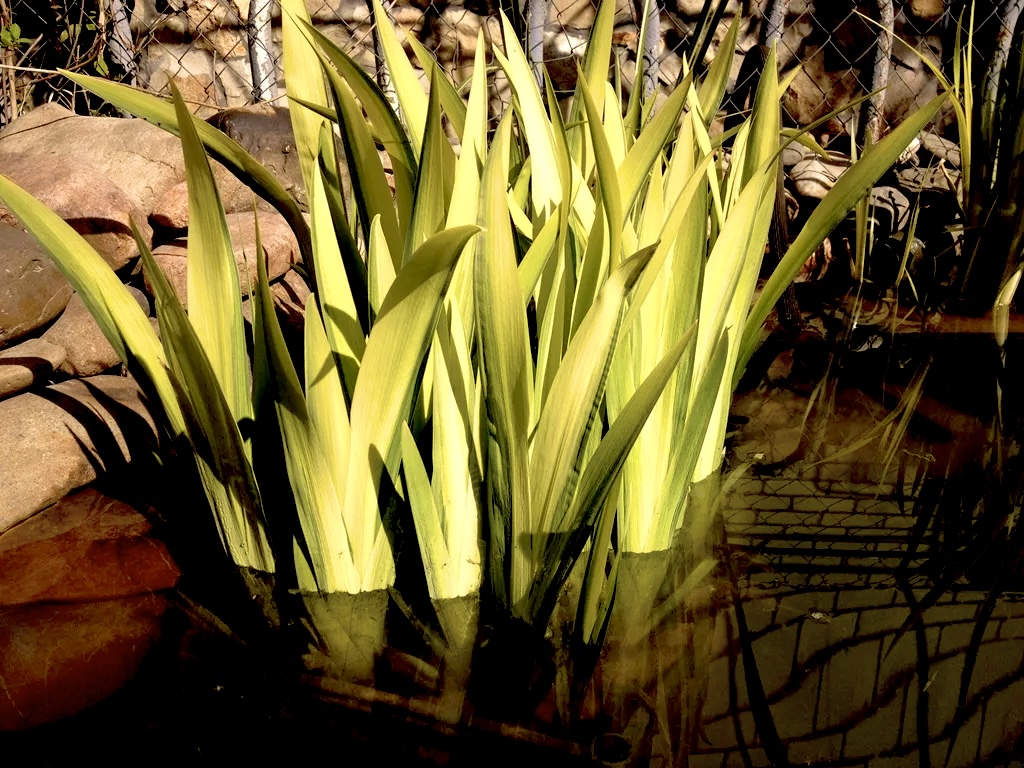 Thumbnail: Ирис болотный/аировидный Еллоу Вариегата (Iris pseudocorus Yellow Variegata)