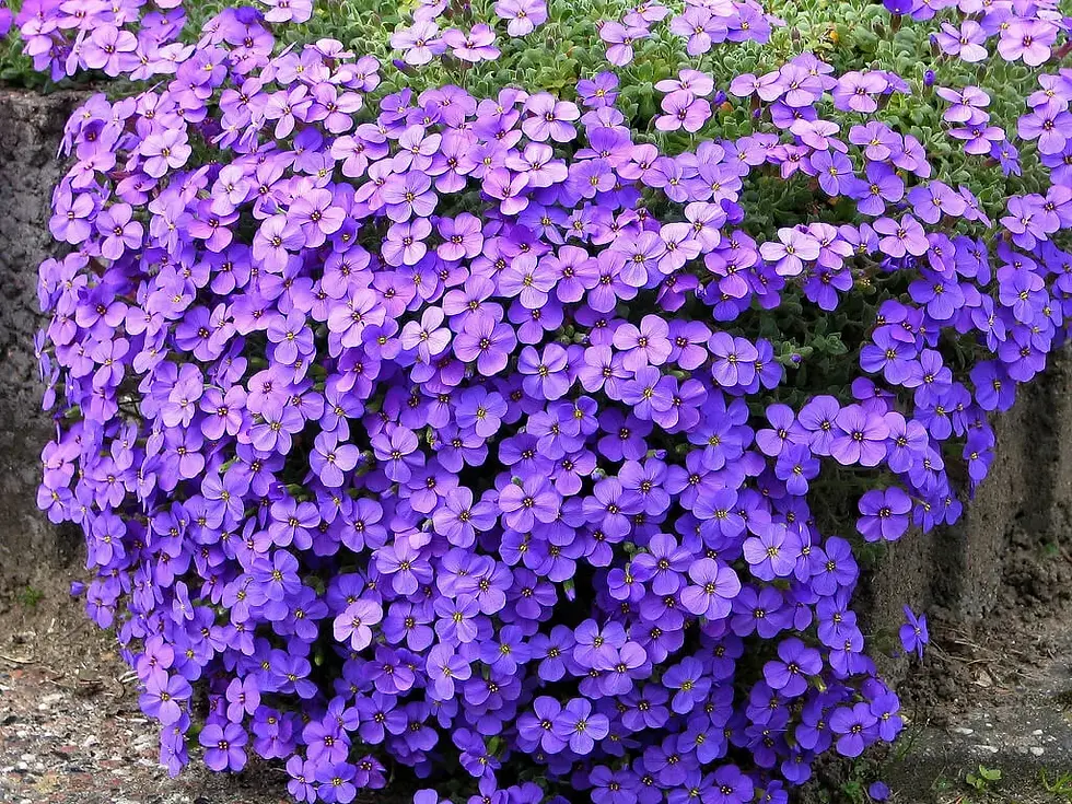 Миниатюра: Обриета Блю (Aubrieta Blue)