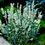 Миниатюра: Лаванда узколистная Альба (Lavandula angustifolia Alba)
