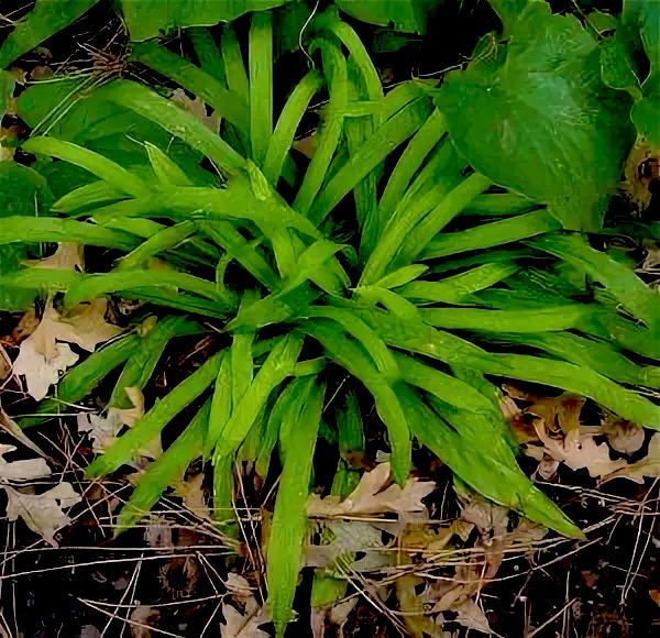 Осока ржавопятнистая Грин (Carex siderosticha)