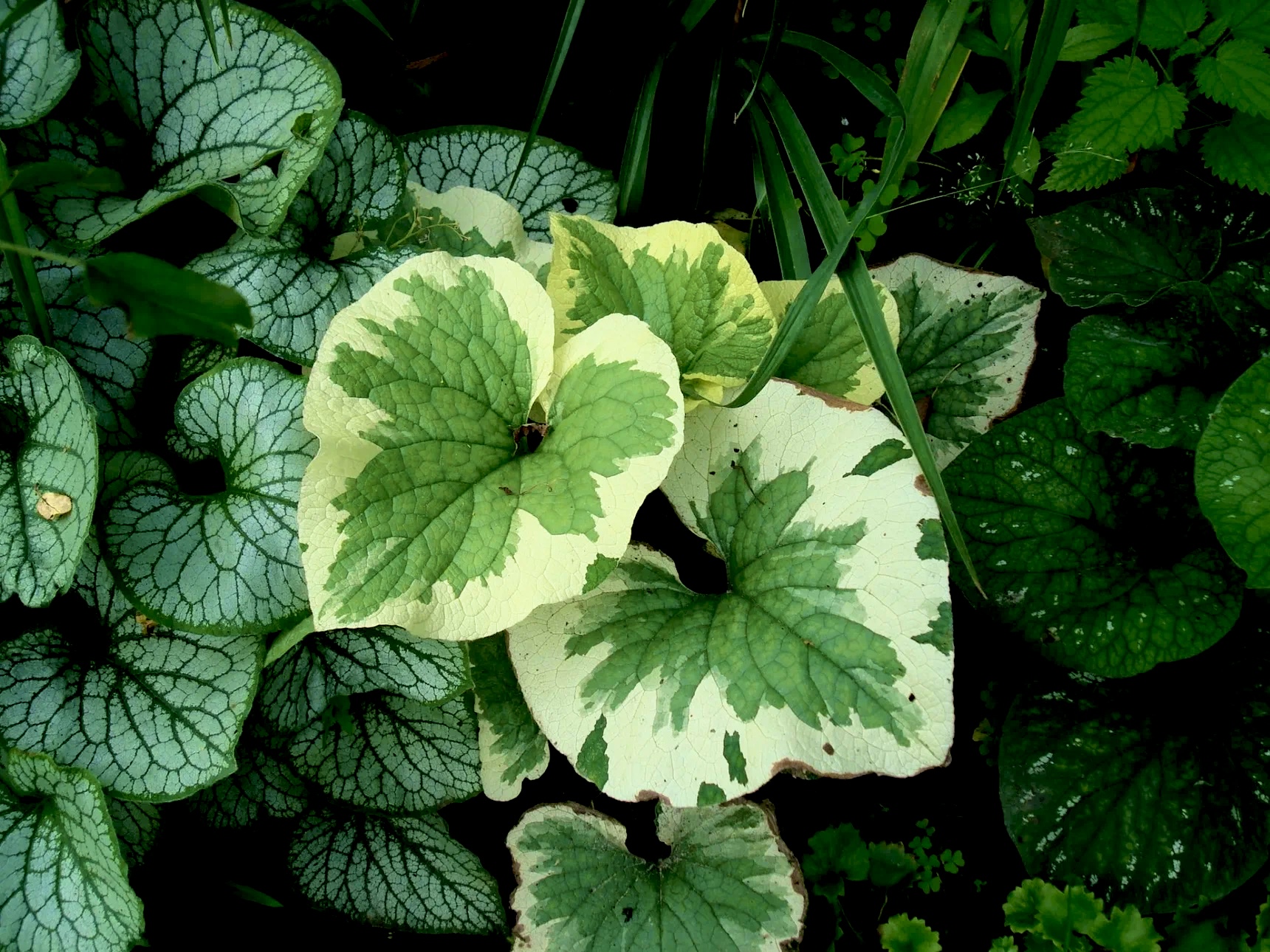 Thumbnail: Бруннера крупнолистная Вариегата (Brunnera macrophylla Variegata)