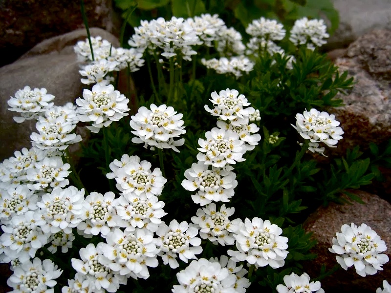 Thumbnail: Иберис  вечнозелёный Альба (Iberis sempervirens Alba)