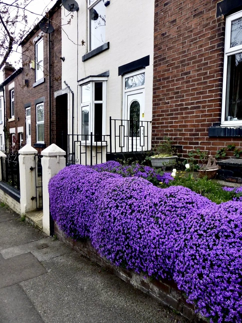 ROCK CRESS MIX - 600 SEEDS - Aubrieta cultorum - ROCKERY FLOWER groundcover eBay