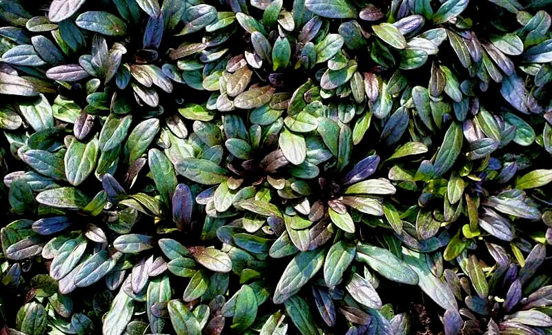 Миниатюра: Аюга #7 Шоколад Чип (Ajuga reptans Chocolate Chips)