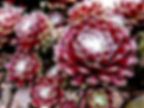 Молодило #5 паутинистое Биколор (Sempervivum Аrachnoideum)
