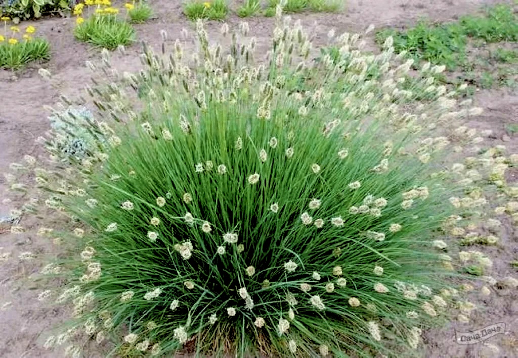 Сеслерия голубая (Sesleria)