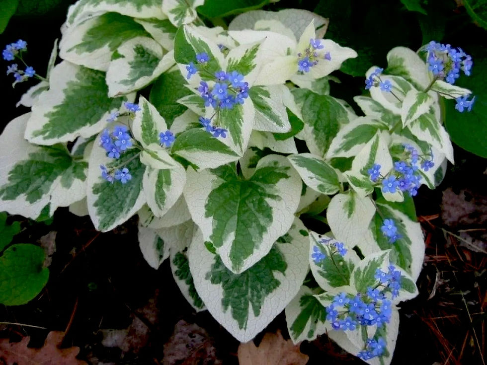 Миниатюра: Бруннера крупнолистная Вариегата (Brunnera macrophylla Variegata)