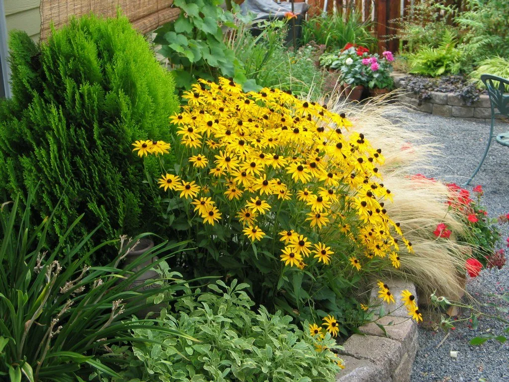 Thumbnail: Рудбекия крупноцветковая Черноглазая Сьюзен (Rudbeckia Black Eyed Susan)