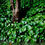 Миниатюра: Копытень европейский (Asarum europaeum)