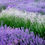 Миниатюра: Лаванда узколистная Альба (Lavandula angustifolia Alba)