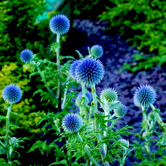 Мордовник Глоб Тистл (Echinops Globethistle)