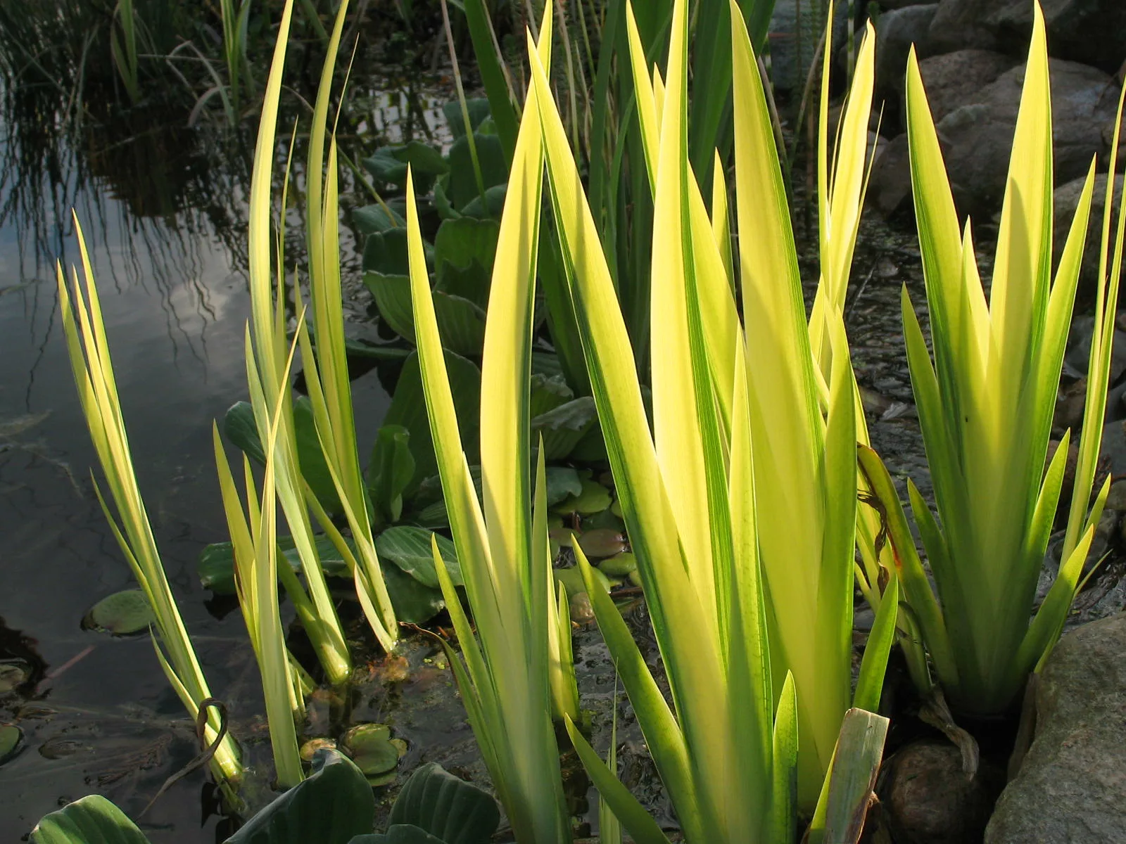 Thumbnail: Ирис болотный/аировидный Еллоу Вариегата (Iris pseudocorus Yellow Variegata)