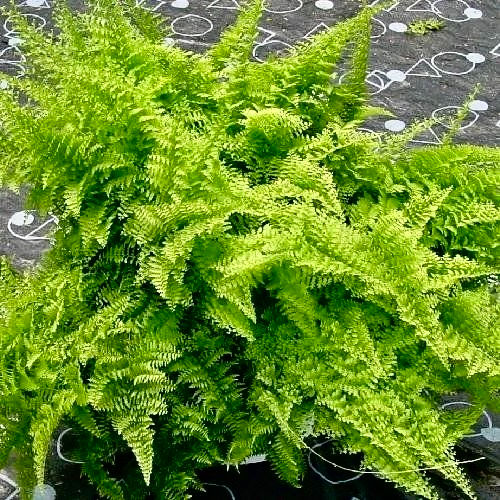 Миниатюра: Папоротник/Нефролепис Мариса (Nephrolepis exaltata Marisa)
