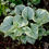 Миниатюра: Бруннера Кингс Рэнсом (Brunnera macrophylla King's Ransom)