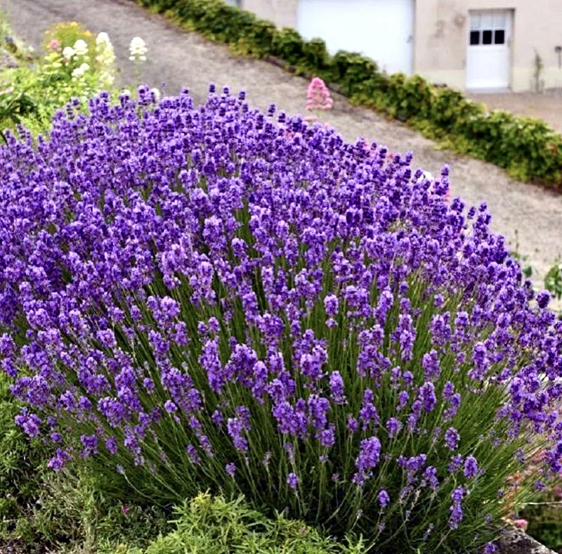 Thumbnail: Лаванда узколистная Дварф Блю (Lavandula angustifolia Dwarf Blue)