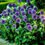 Миниатюра: Мордовник Глоб Тистл (Echinops Globethistle)