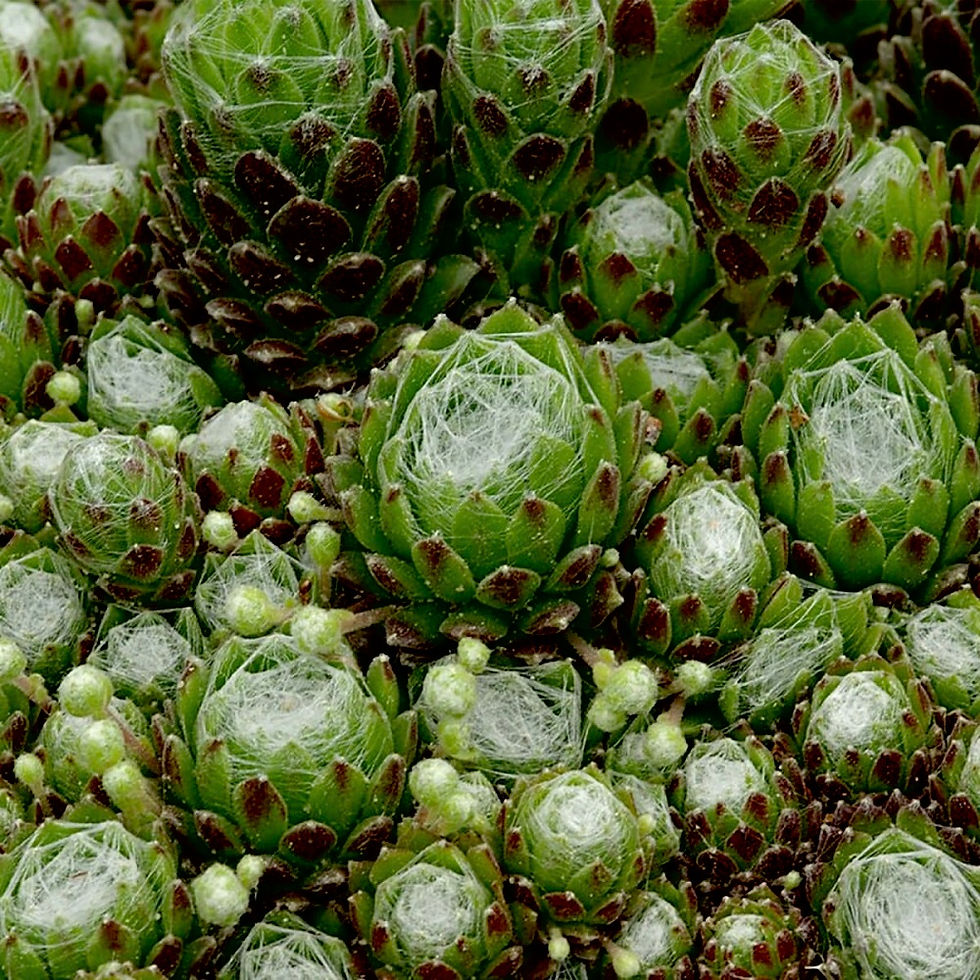 Миниатюра: Молодило #12 Паутинистое (Sempervivum Arachnoideum)