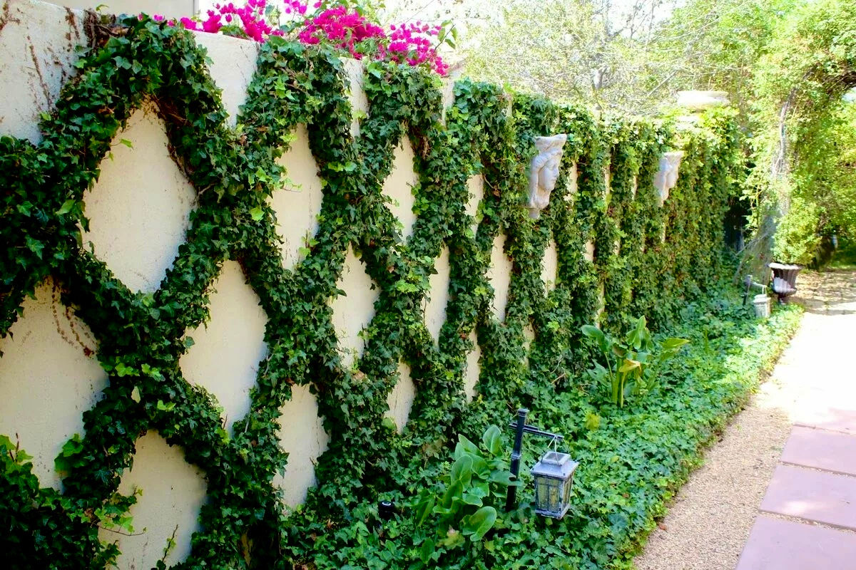 Хедера/Плющ Торндейл (Hedera helix Thorndale)