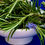Миниатюра: Розмарин (Rosmarinus officinalis)