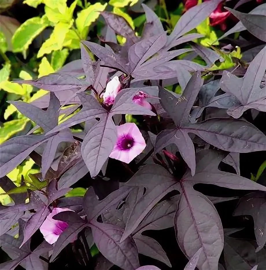 Thumbnail: Ипомея батат Флора Мия Блек (Ipomoea Flora Mia Black)