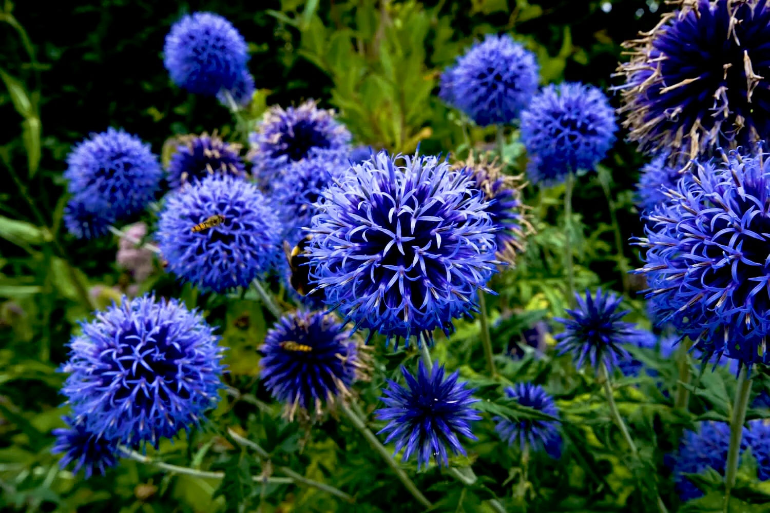 Мордовник Глоб Тистл (Echinops Globethistle)