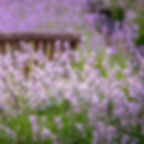 Лаванда узколистная Розеа (Lavandula Angustifolia Rosea)