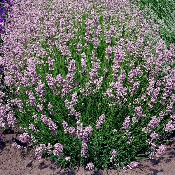 Лаванда узколистная Розеа (Lavandula Angustifolia Rosea)