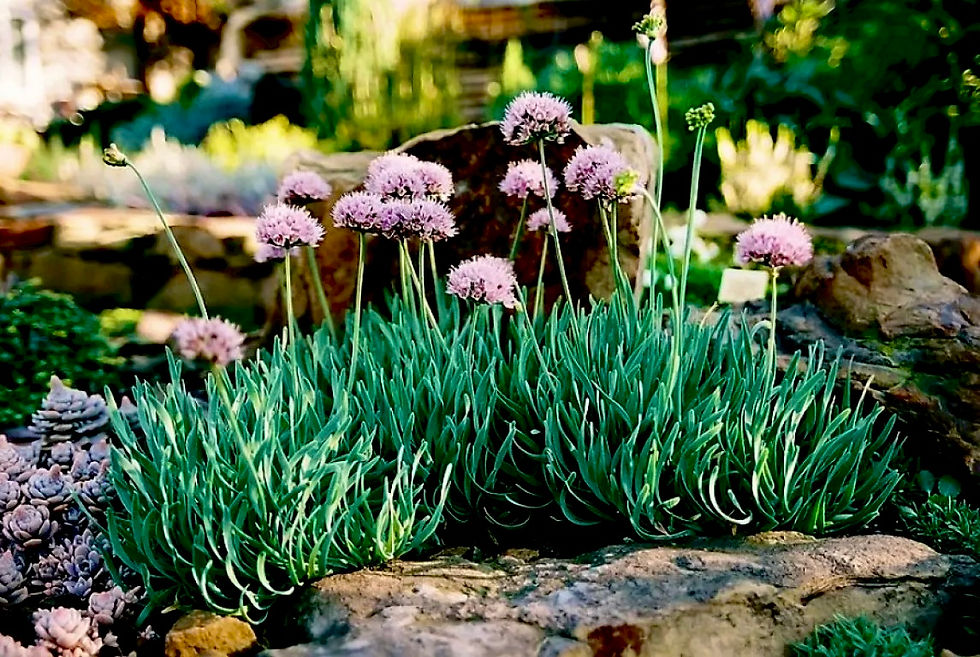 Аллиум горный Спиралис (Allium Oreoprasum Spiralis)
