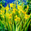 Миниатюра: Ирис болотный/аировидный Еллоу Вариегата (Iris pseudocorus Yellow Variegata)